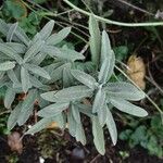 Salvia fruticosa Blad