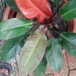 Philodendron martianum Flor