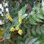 Mahonia x media Flower