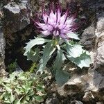Physoplexis comosa 花