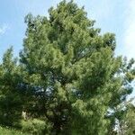 Pinus × holfordiana Агульны выгляд