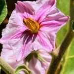 Solanum melongena Blomst