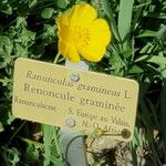 Ranunculus gramineus अन्य