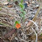 Anagallis arvensisFlower