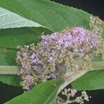 Callicarpa macrophylla Hábito