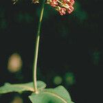 Asclepias amplexicaulis Flower