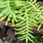 Polypodium cambricum Fuelha