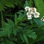 Achillea macrophylla Folha