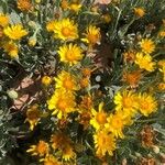 Hertia cheirifolia Çiçek