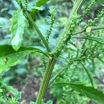 Chenopodium ambrosioides Кора