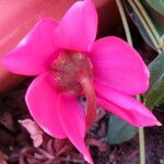 Cyclamen repandum Blüte