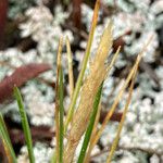 Calamagrostis fibrovaginata