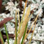 Calamagrostis fibrovaginata Flor