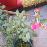 Rosa abietina Blad