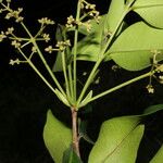 Myrcia splendens 果實