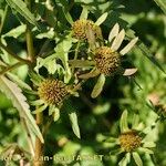 Bidens radiata Flor