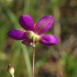 Phemeranthus calycinus Kukka