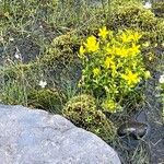 Saxifraga hirculus Žiedas