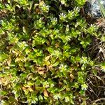 Cerastium diffusum Blomst