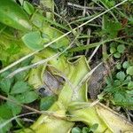 Pinguicula vulgarisLeaf