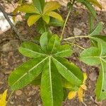 Adansonia za Blatt