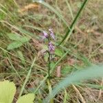 Hemipilia cucullata Blüte