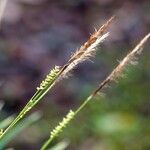 Carex morrowii Fruitua