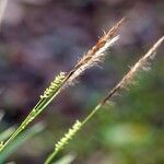 Carex morrowii Gyümölcs