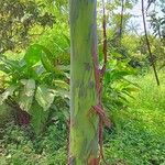 Eucalyptus deglupta Bark