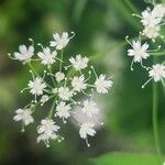 Pimpinella anisum Žiedas