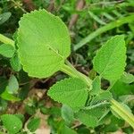 Orthosiphon rubicundus Leaf