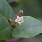 Psorospermum febrifugum Blüte