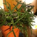 Rhipsalis cereuscula Hoja