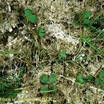 Marsilea strigosa عادت داشتن