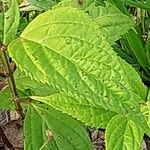 Salvia oxyphora Leaf