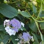 Hydrangea involucrata Blüte