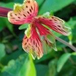 Alstroemeria psittacina Flor