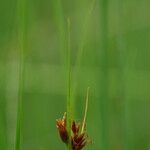 Rhynchospora fusca Fruit