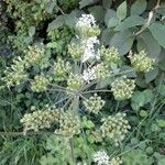 Heracleum sphondylium Fruit