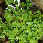 Rorippa nasturtium-aquaticum Leaf