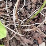 Ligularia fischeri Bark