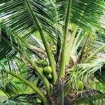 Cocos nucifera Hoja
