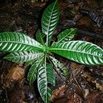 Psychotria laselvensis Leaf