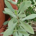 Borrichia frutescens Leaf