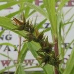 Carex spicata Φρούτο