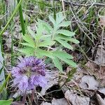 Hydrophyllum capitatum Leaf
