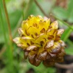 Trifolium badium Blodyn