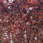 Prunus cerasifera 葉