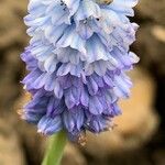 Muscari azureum Lorea