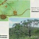 Casuarina collina Beste bat